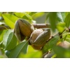 mandorle-mandorlo-mandorla-by-barmalini-adobe-stock-750x500