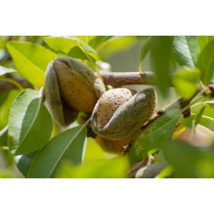 mandorle-mandorlo-mandorla-by-barmalini-adobe-stock-750x500