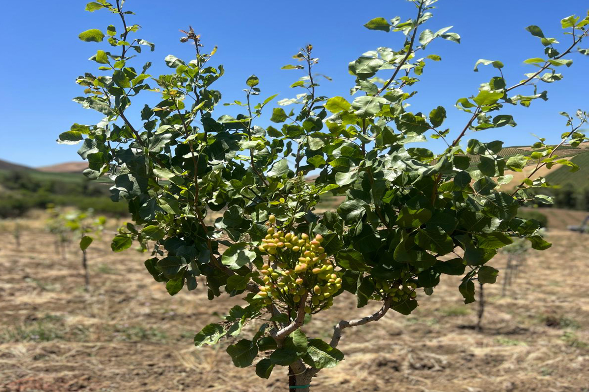 Come è nato il nostro pistacchieto