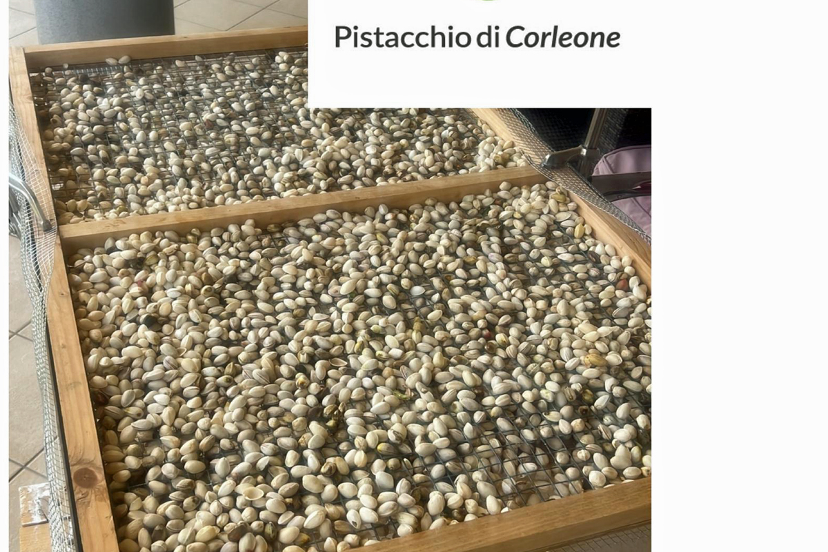 Come è nato il nostro pistacchieto